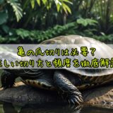 亀の爪切りは必要？正しい切り方と頻度を徹底解説