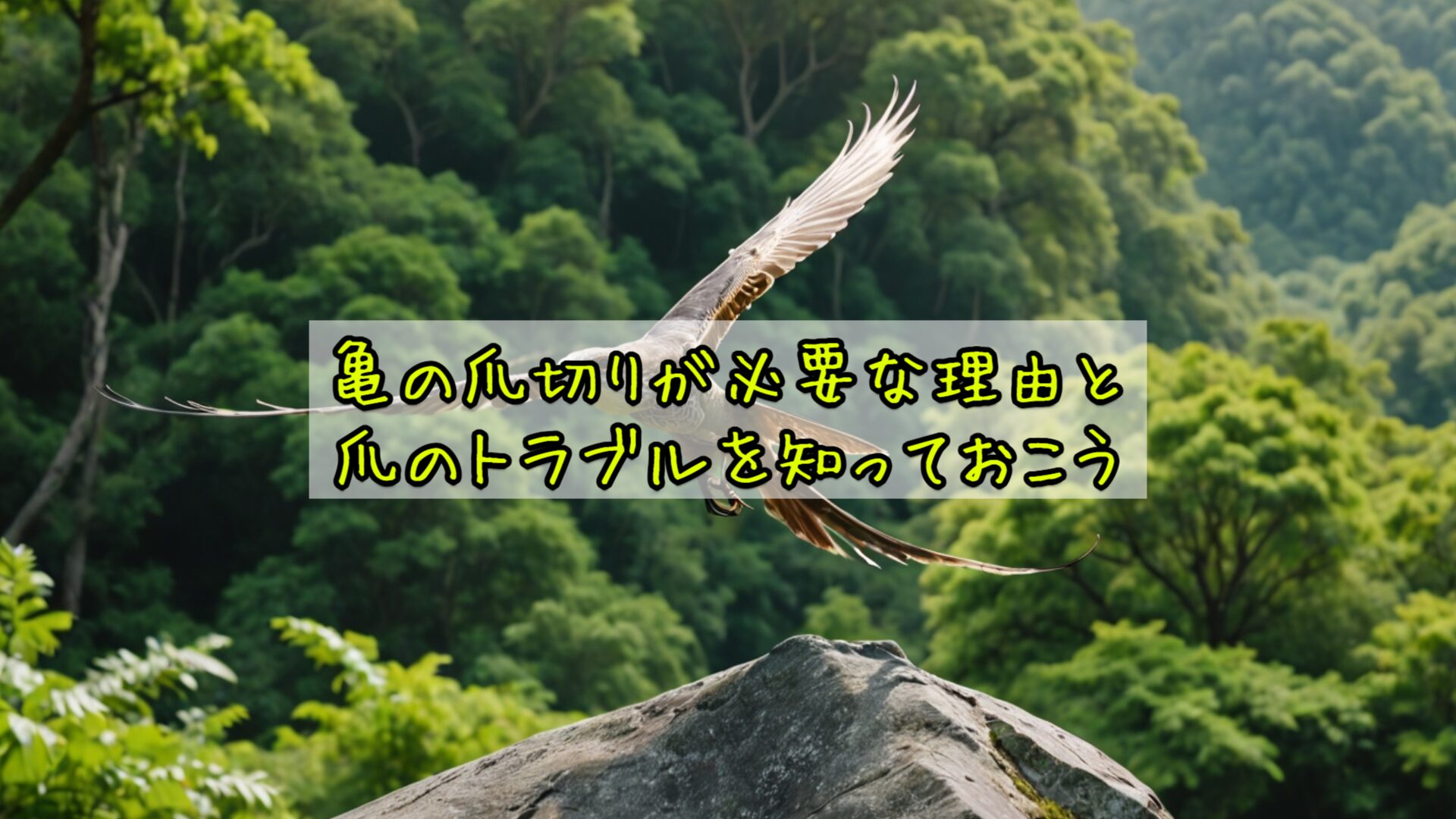 亀の爪切りが必要な理由と爪のトラブル