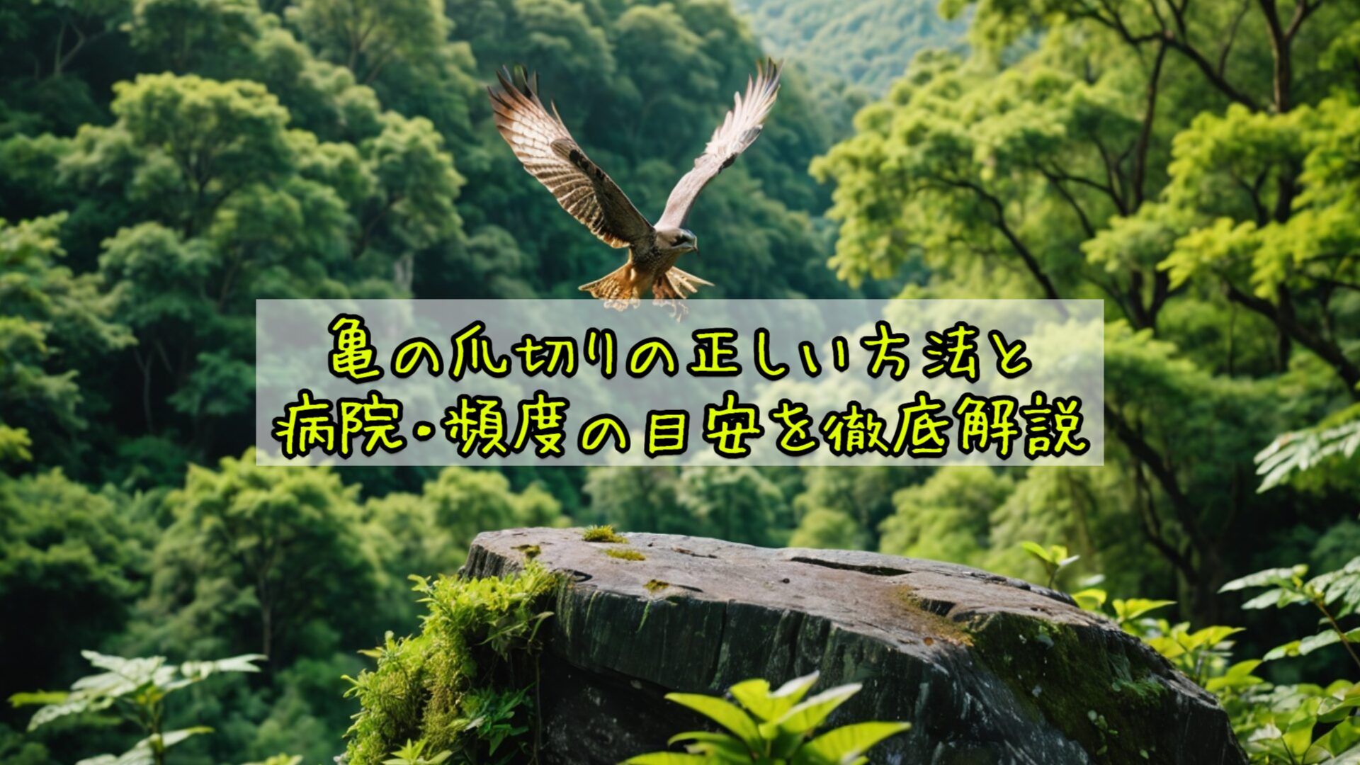 亀の爪切りの正しい方法と頻度の目安