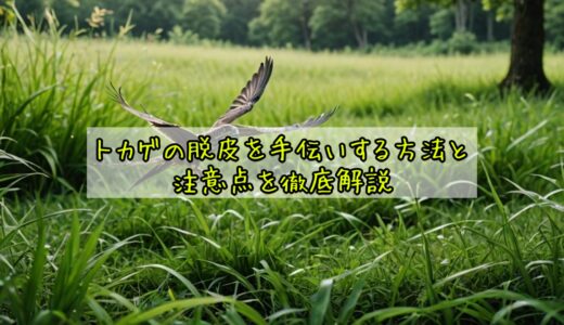 トカゲの脱皮を手伝いする方法と注意点を徹底解説