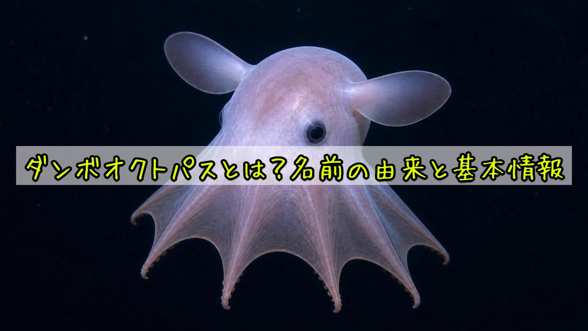 ダンボオクトパスとは?名前の由来と基本情報