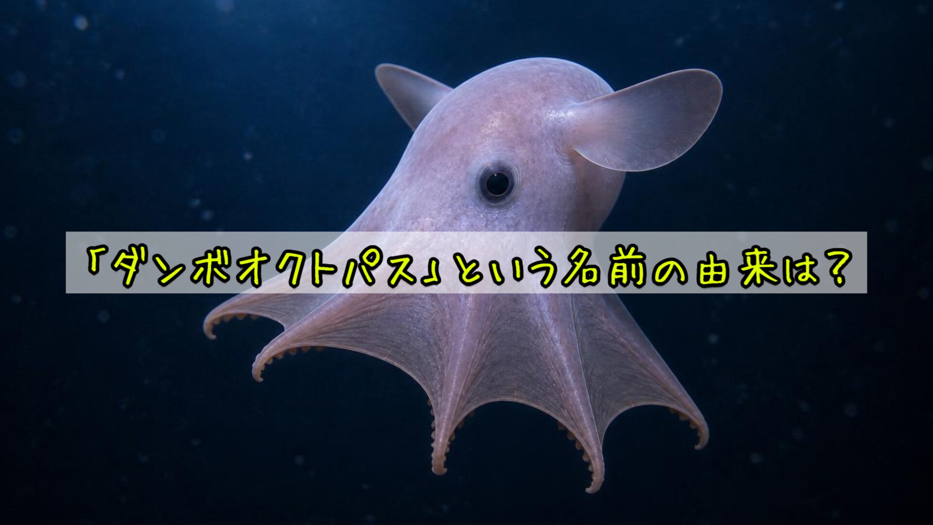 「ダンボオクトパス」という名前の由来は?