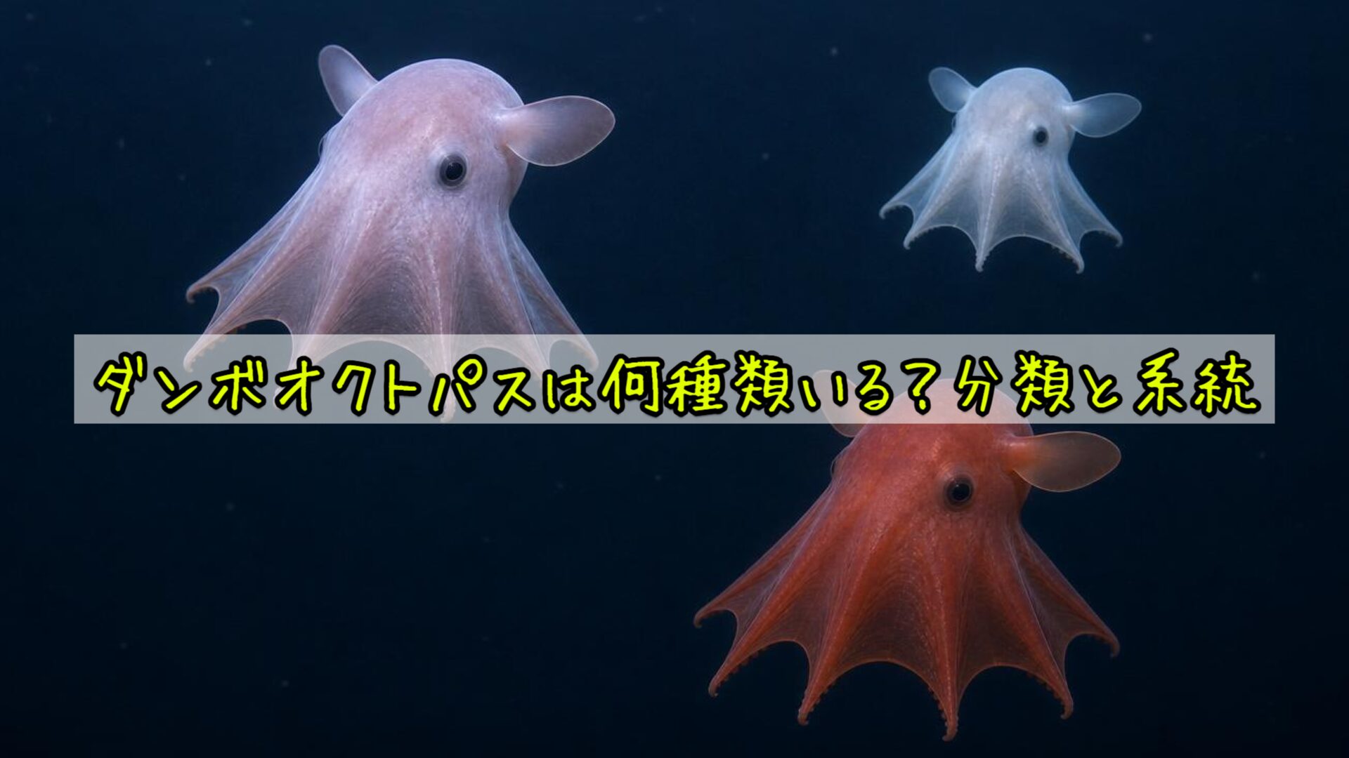 ダンボオクトパス(ジュウモンジダコ属)は何種類いる?分類と系統