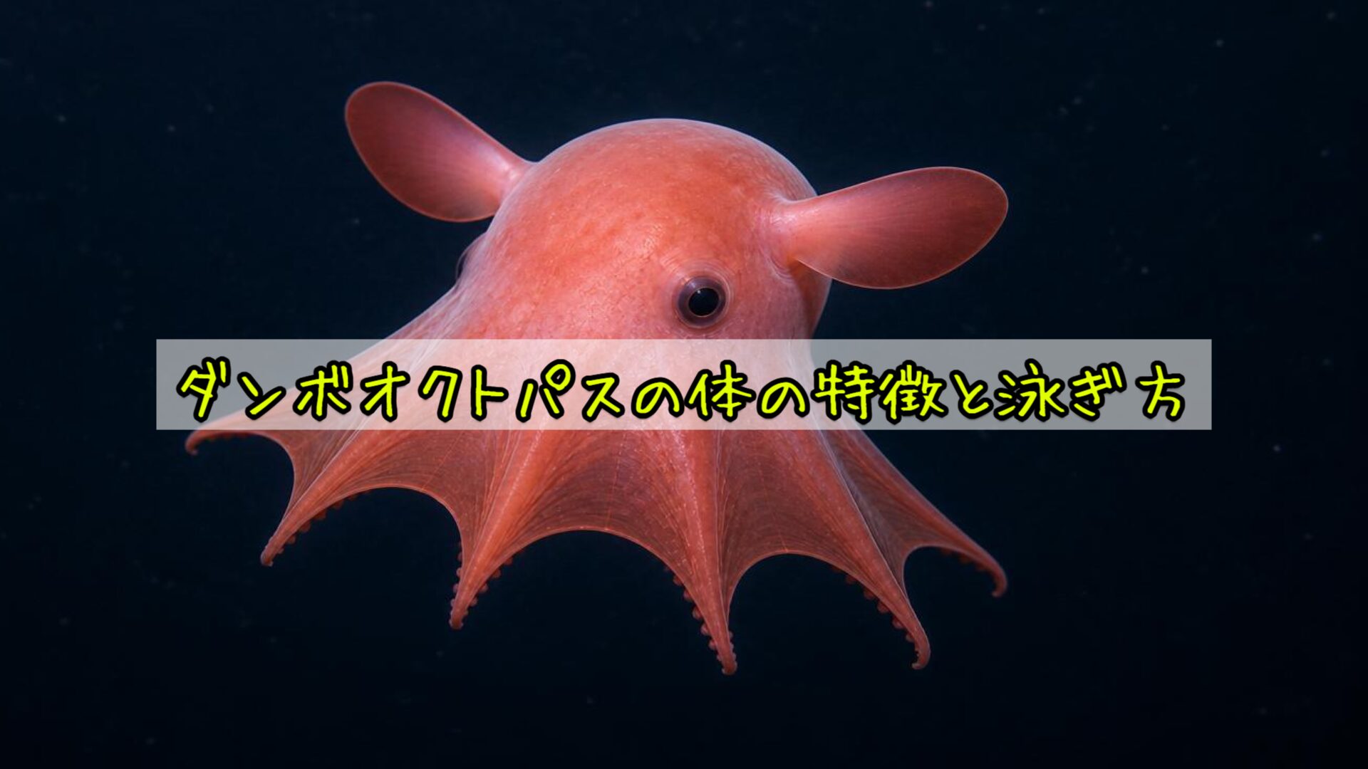ダンボオクトパスの体の特徴と泳ぎ方