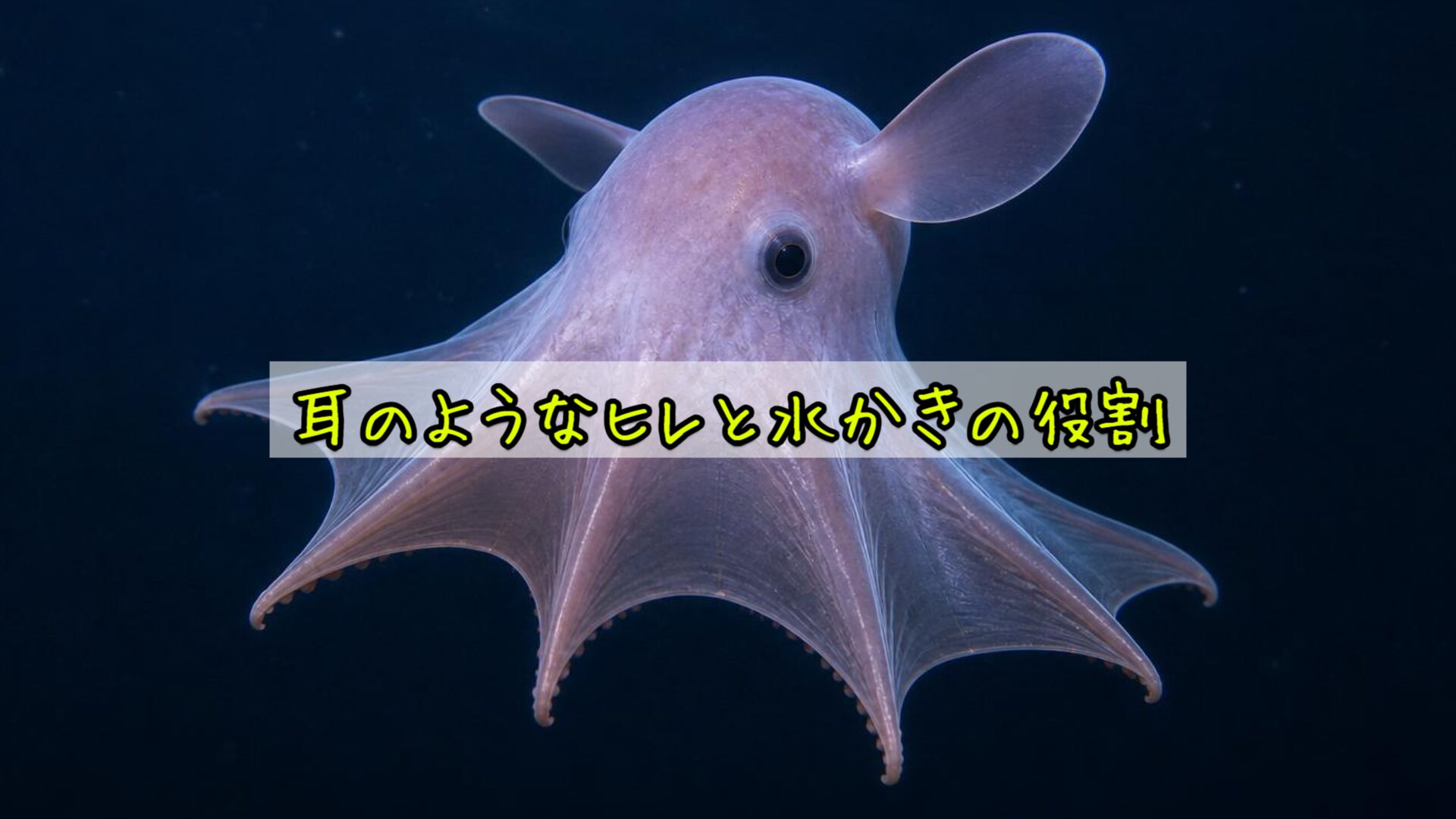 耳のようなヒレと水かきの役割