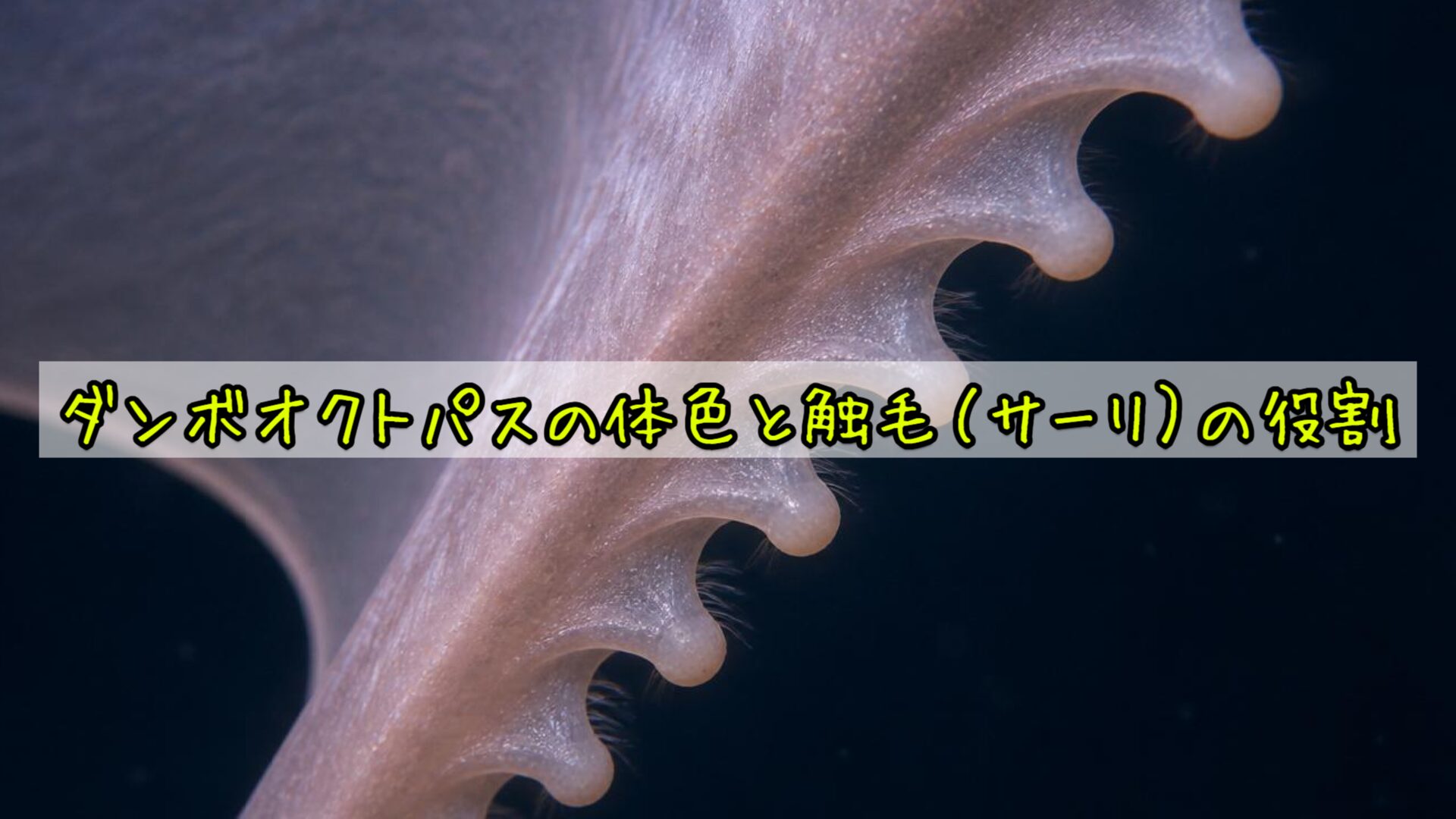 ダンボオクトパスの体色と触毛(サーリ)の役割