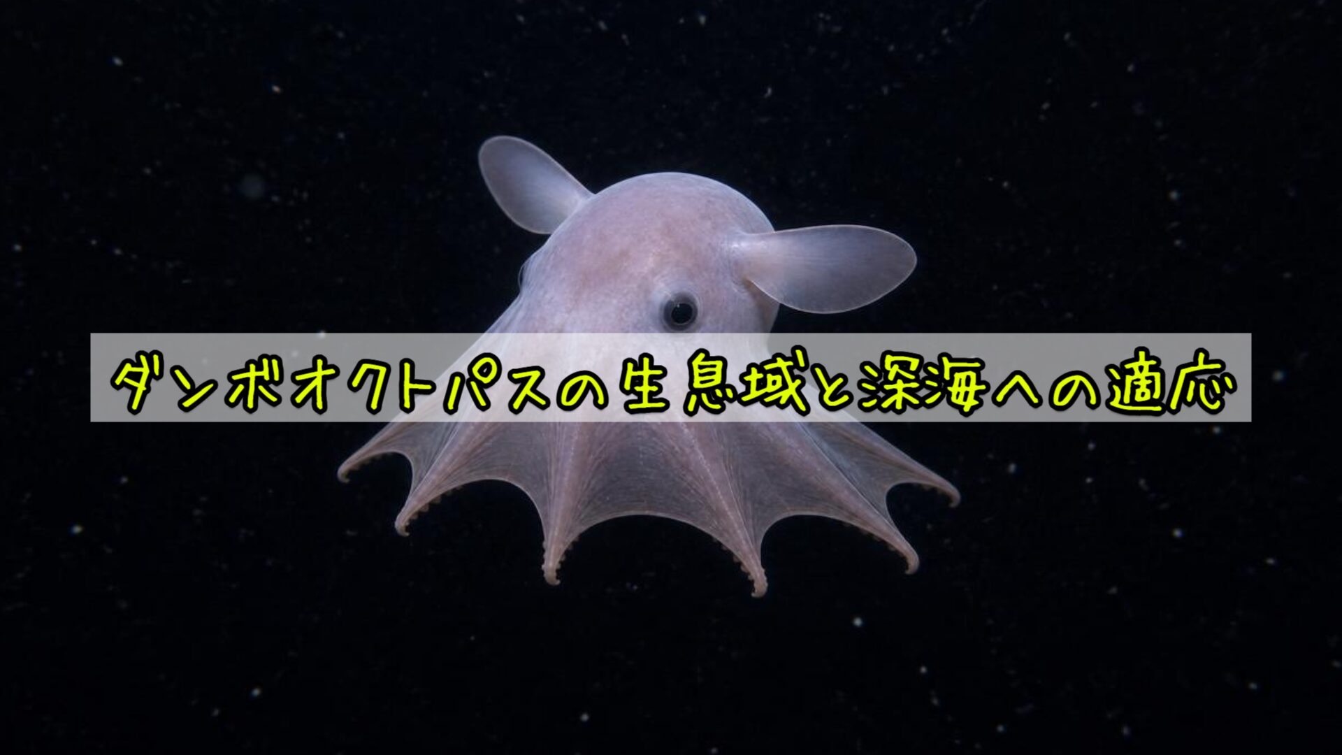 ダンボオクトパスの生息域と深海への適応
