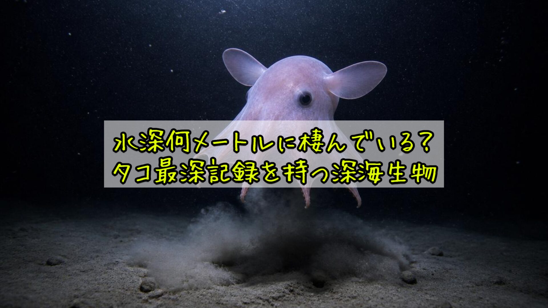 水深何メートルに棲んでいる?タコ最深記録を持つ深海生物