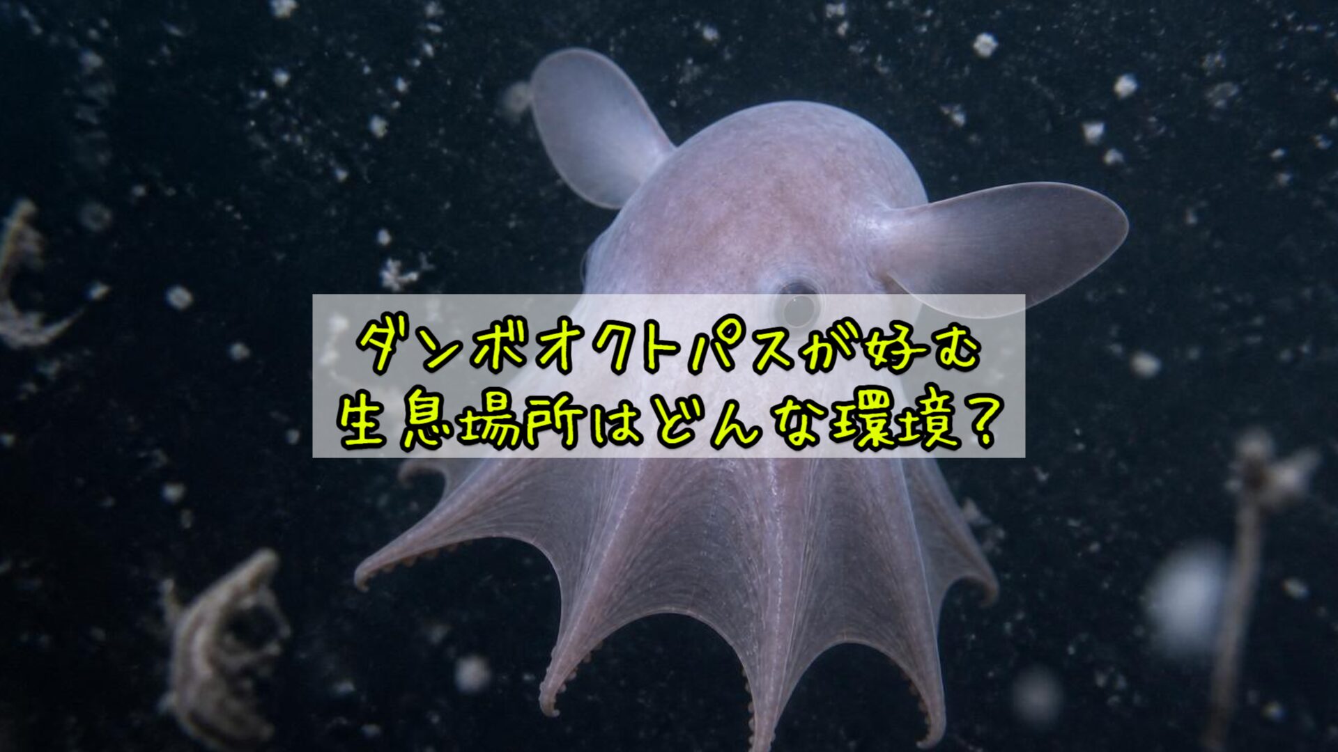 ダンボオクトパスが好む生息場所はどんな環境?
