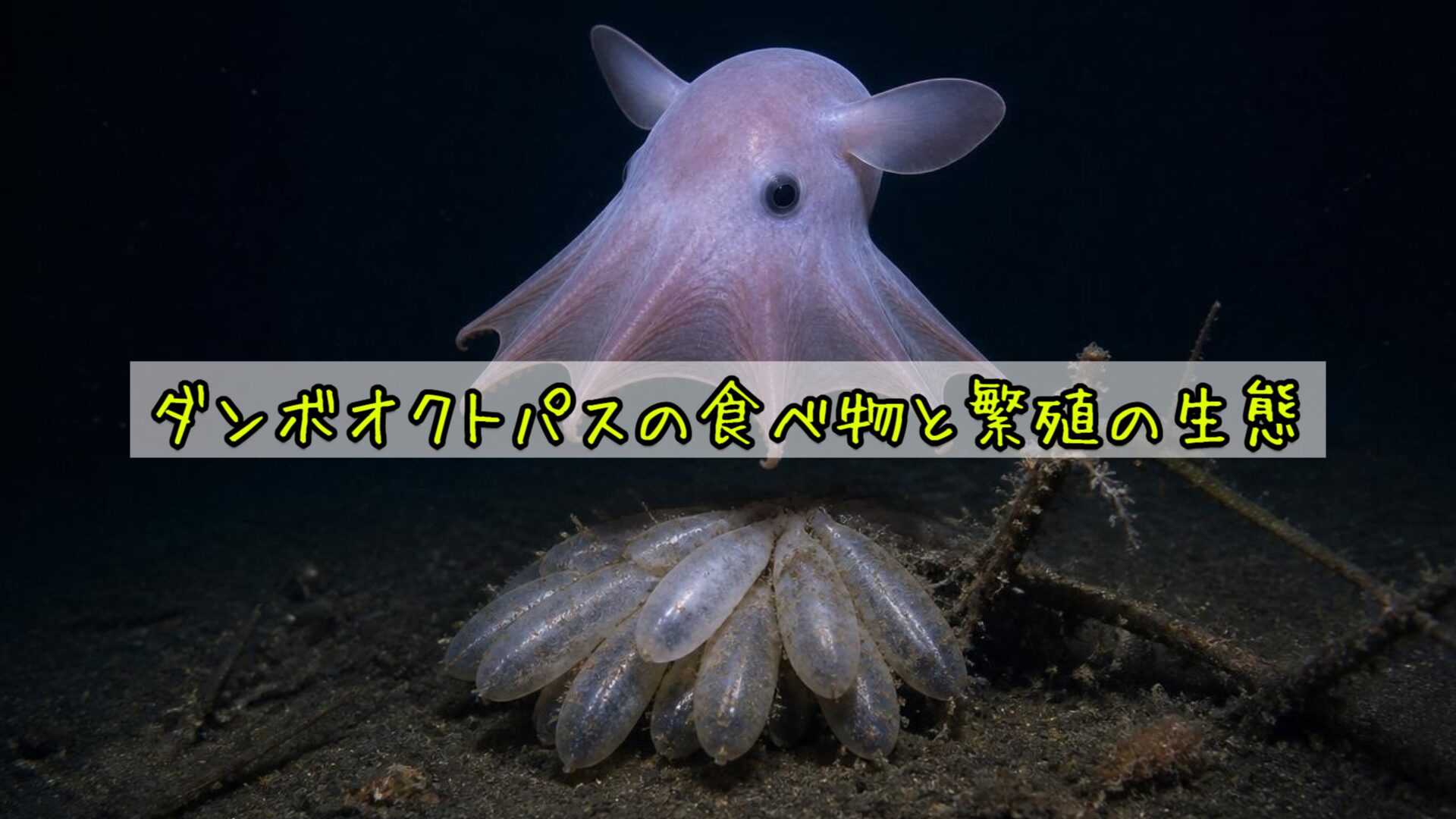ダンボオクトパスの食べ物と繁殖の生態