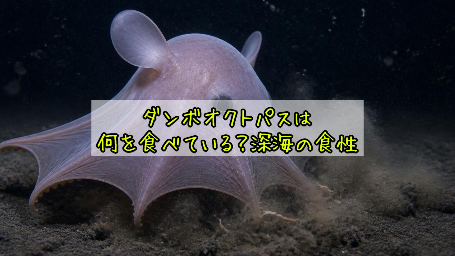 ダンボオクトパスは何を食べている?深海の食性