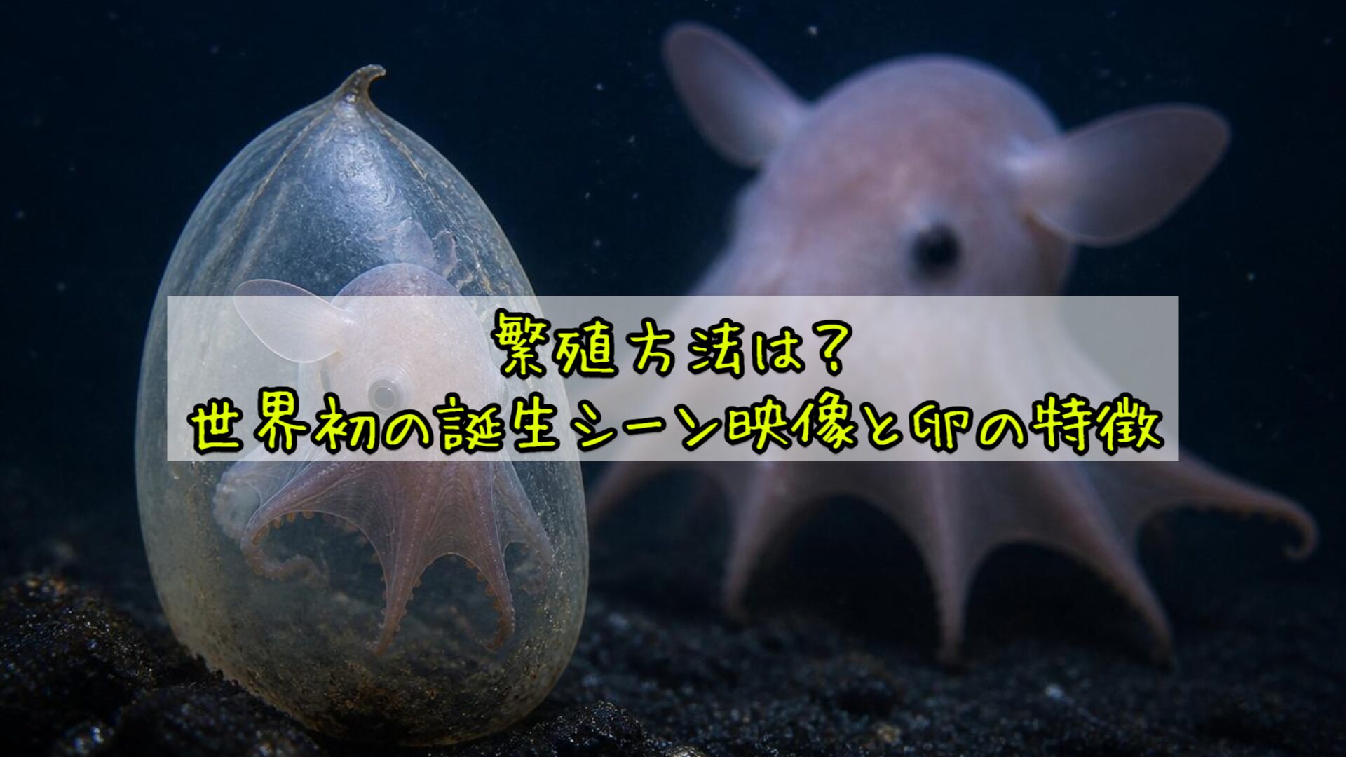 繁殖方法は?世界初の誕生シーン映像と卵の特徴