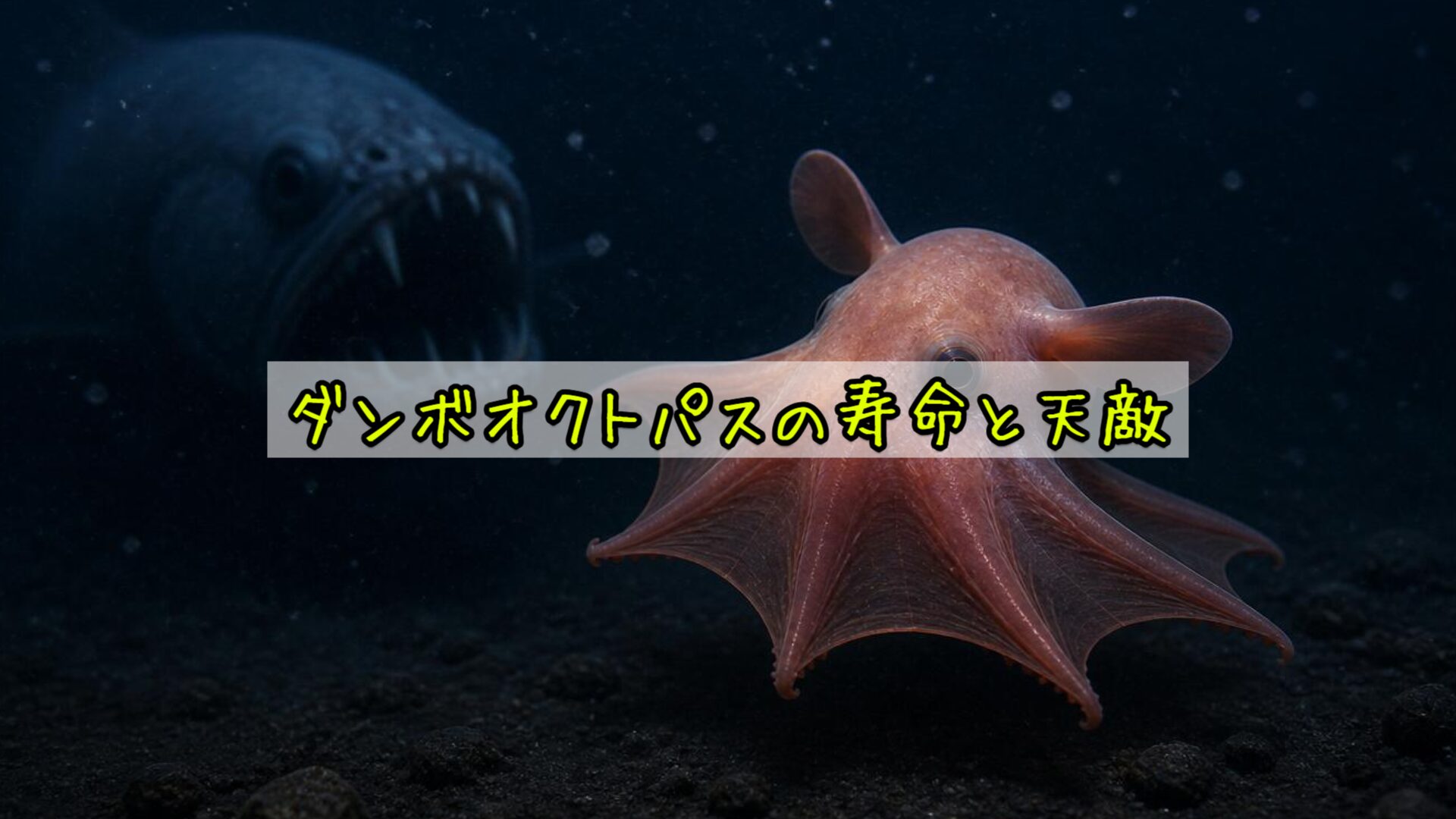 ダンボオクトパスの寿命と天敵