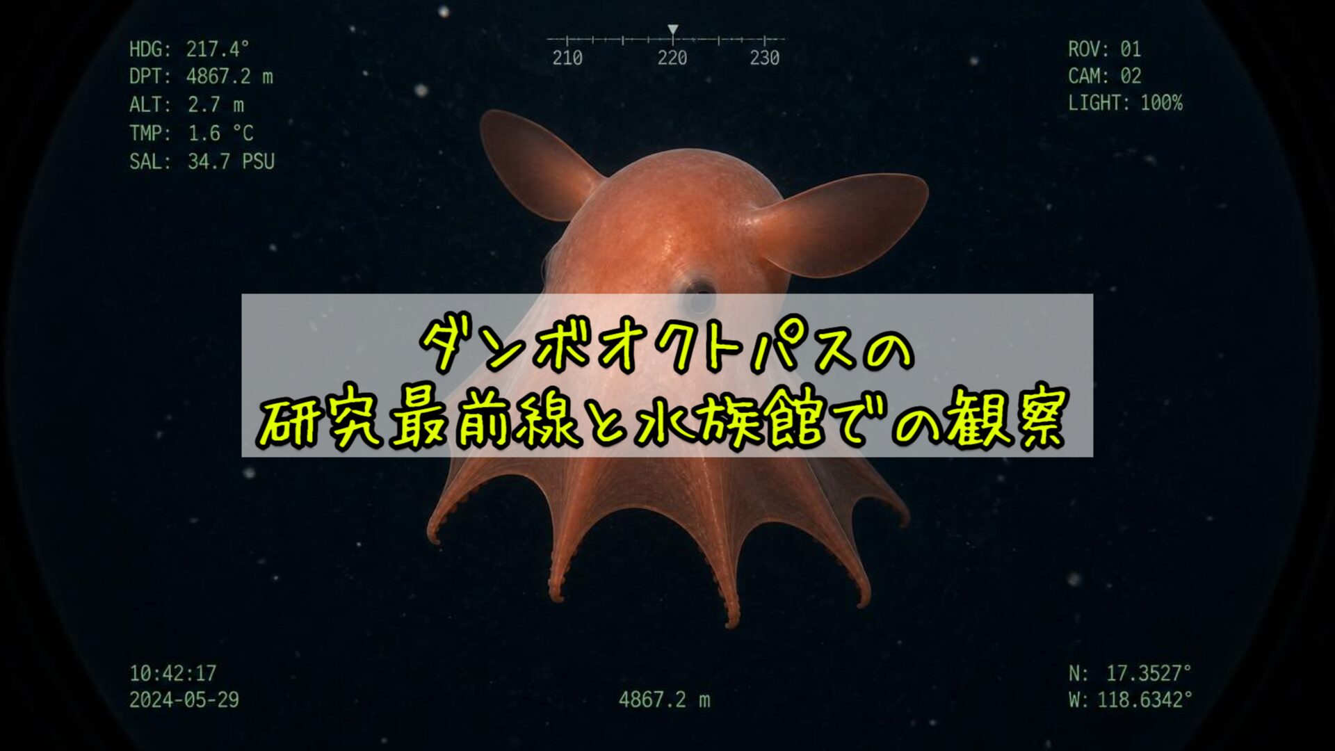 ダンボオクトパスの研究最前線と水族館での観察