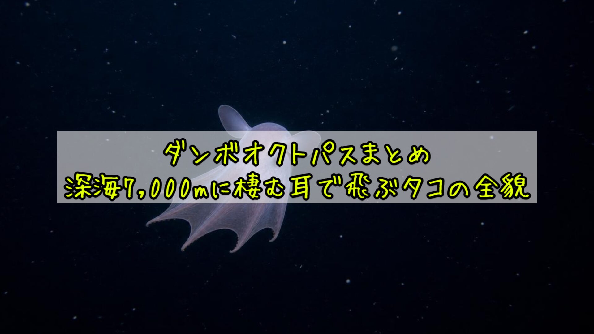 ダンボオクトパスまとめ:深海7,000mに棲む耳で飛ぶタコの全貌