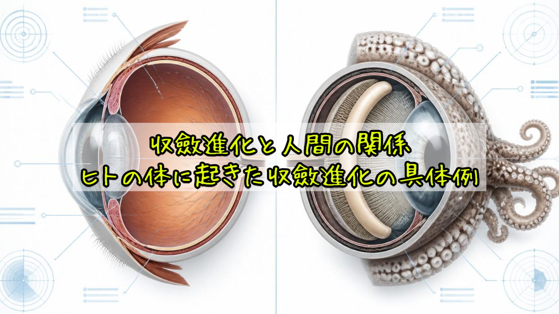収斂進化と人間の関係:ヒトの体に起きた収斂進化の具体例