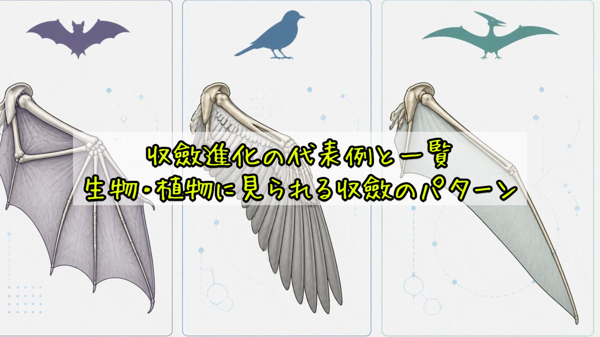 収斂進化の代表例と一覧:生物・植物に見られる収斂のパターン