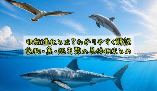 収斂進化とは？わかりやすく解説｜動物・魚・爬虫類の具体例まとめ