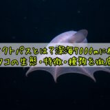 ダンボオクトパスとは？深海7000mに棲む耳で飛ぶタコの生態・特徴・種類を徹底解説