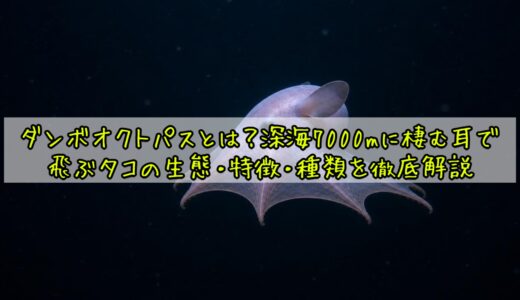 ダンボオクトパスとは？深海7000mに棲む耳で飛ぶタコの生態・特徴・種類を徹底解説