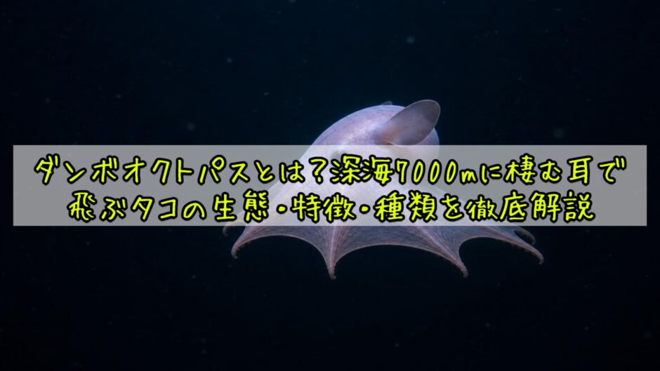 ダンボオクトパスとは？深海7000mに棲む耳で飛ぶタコの生態・特徴・種類を徹底解説
