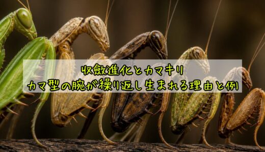 収斂進化とカマキリ｜カマ型の腕が繰り返し生まれる理由と例