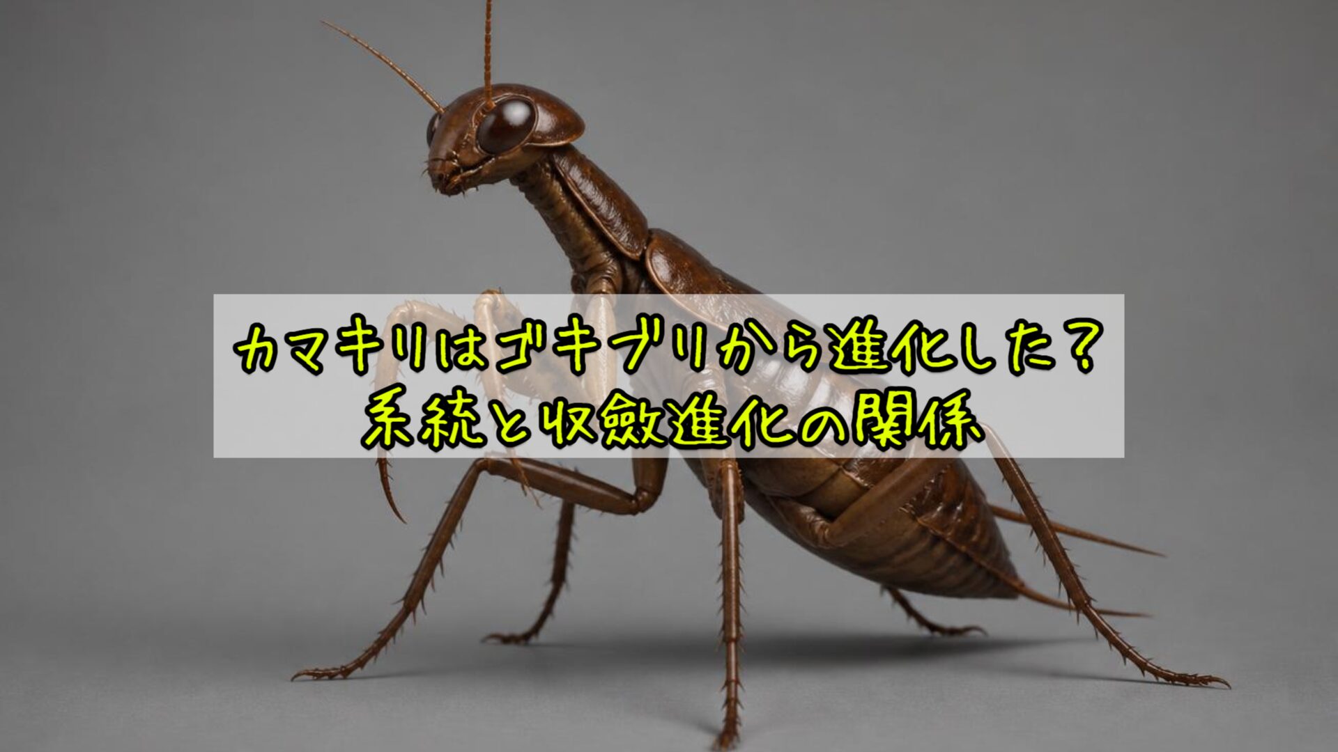 カマキリはゴキブリから進化した?系統と収斂進化の関係