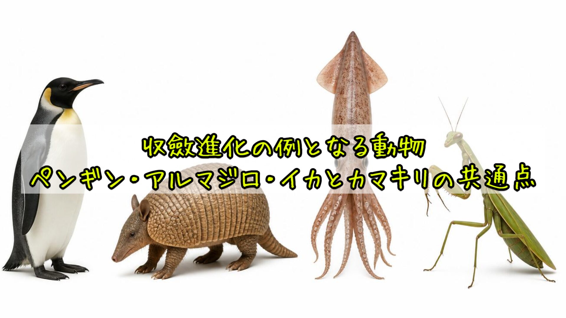 収斂進化の例となる動物:ペンギン・アルマジロ・イカとカマキリの共通点