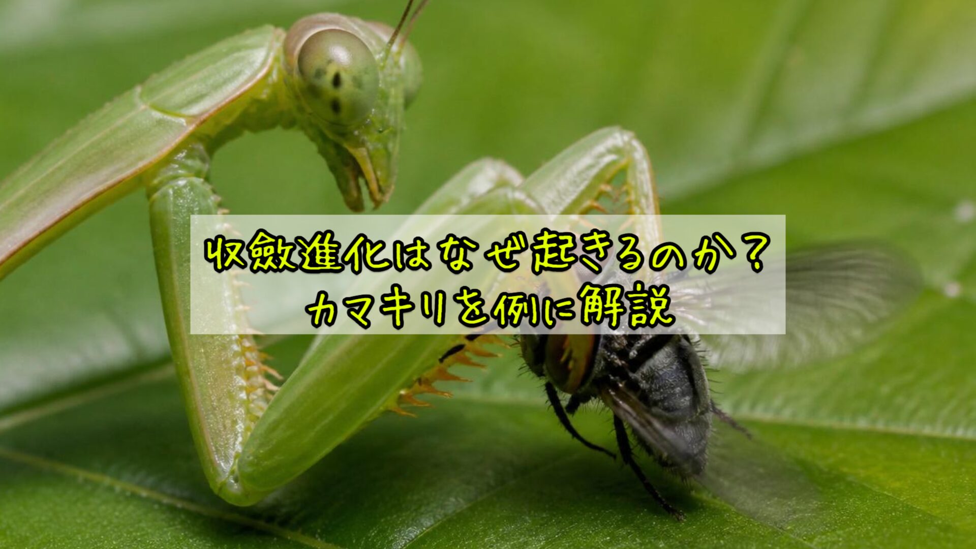 収斂進化はなぜ起きるのか?カマキリを例に解説