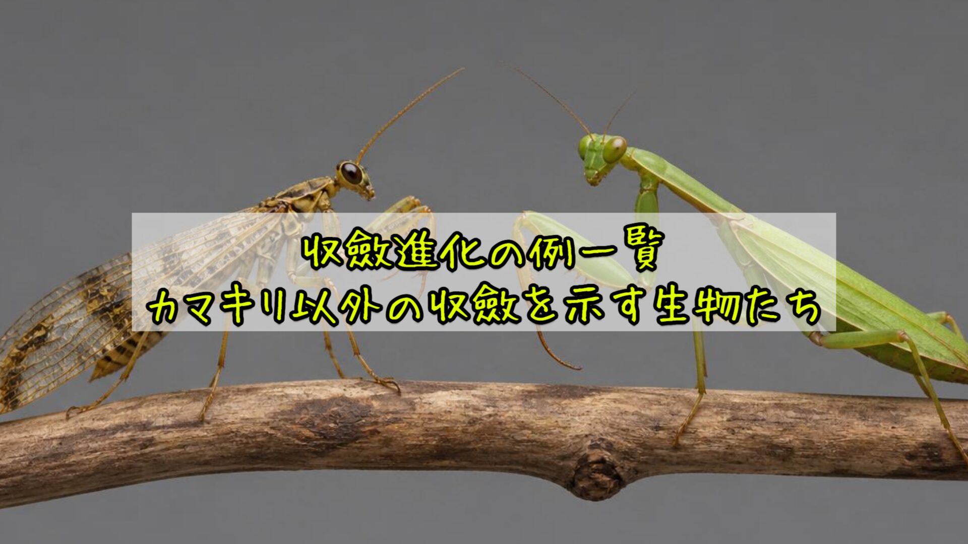 収斂進化の例一覧:カマキリ以外の収斂を示す生物たち