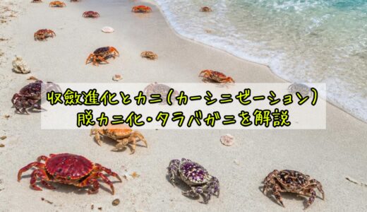 収斂進化とカニ（カーシニゼーション）｜脱カニ化・タラバガニを解説
