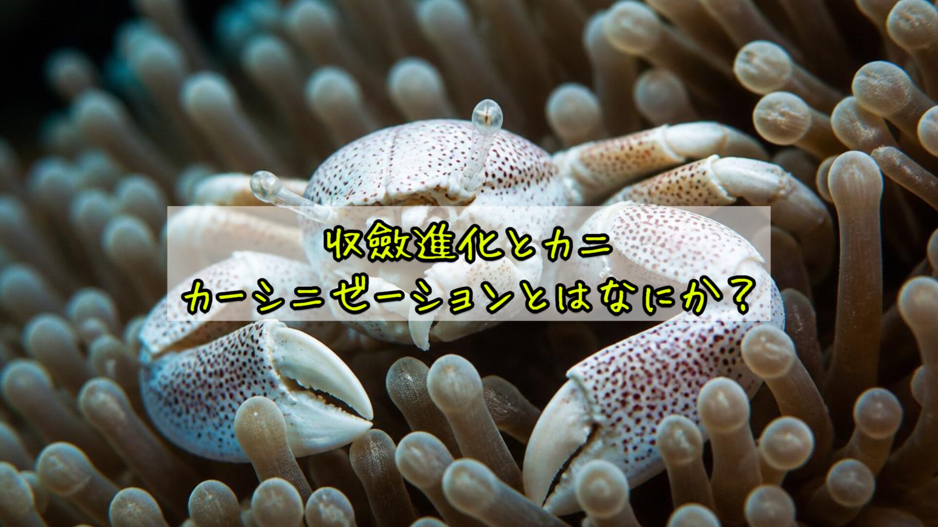 収斂進化とカニ：カーシニゼーションとはなにか？