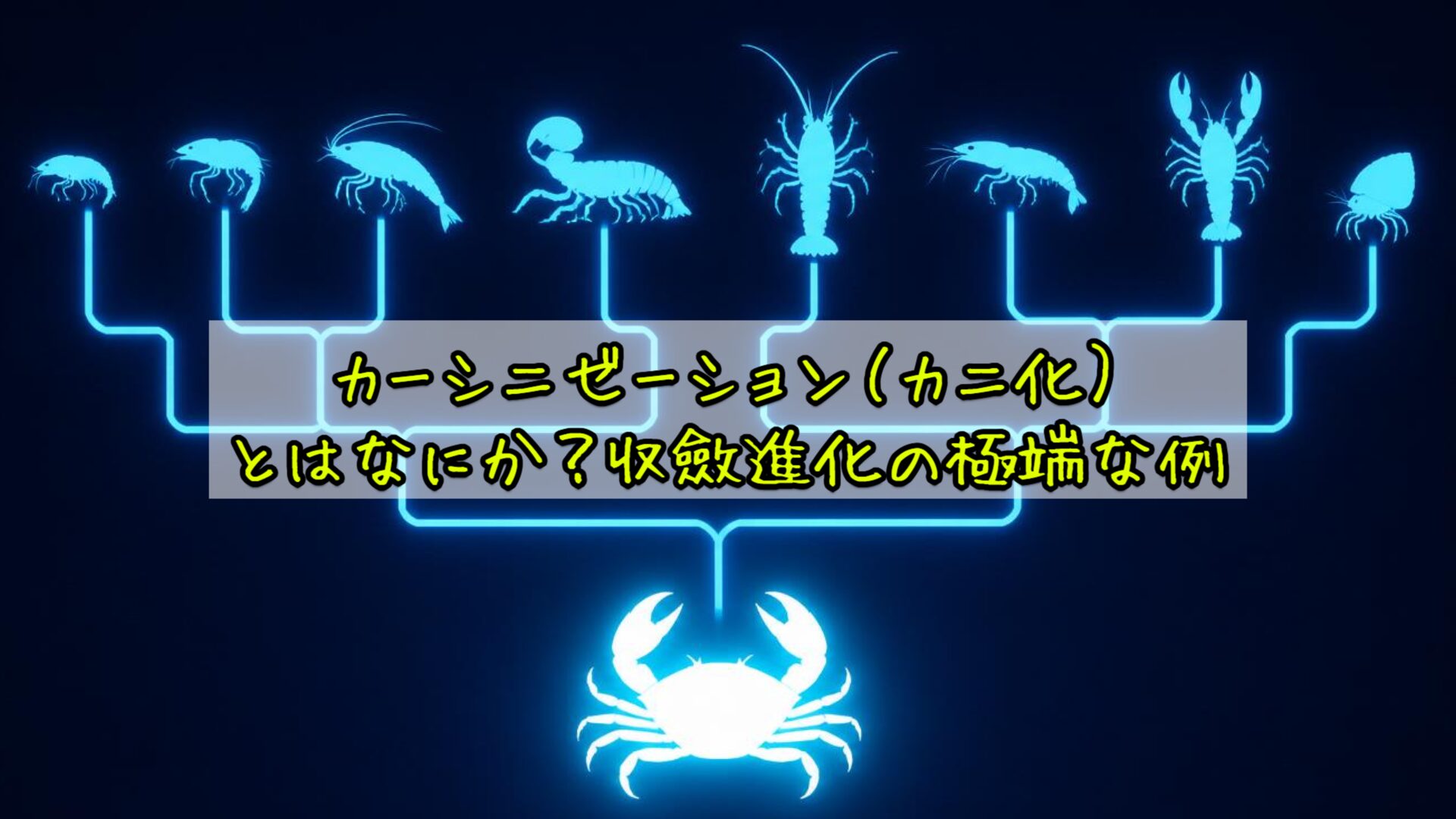 カーシニゼーション（カニ化）とはなにか？収斂進化の極端な例