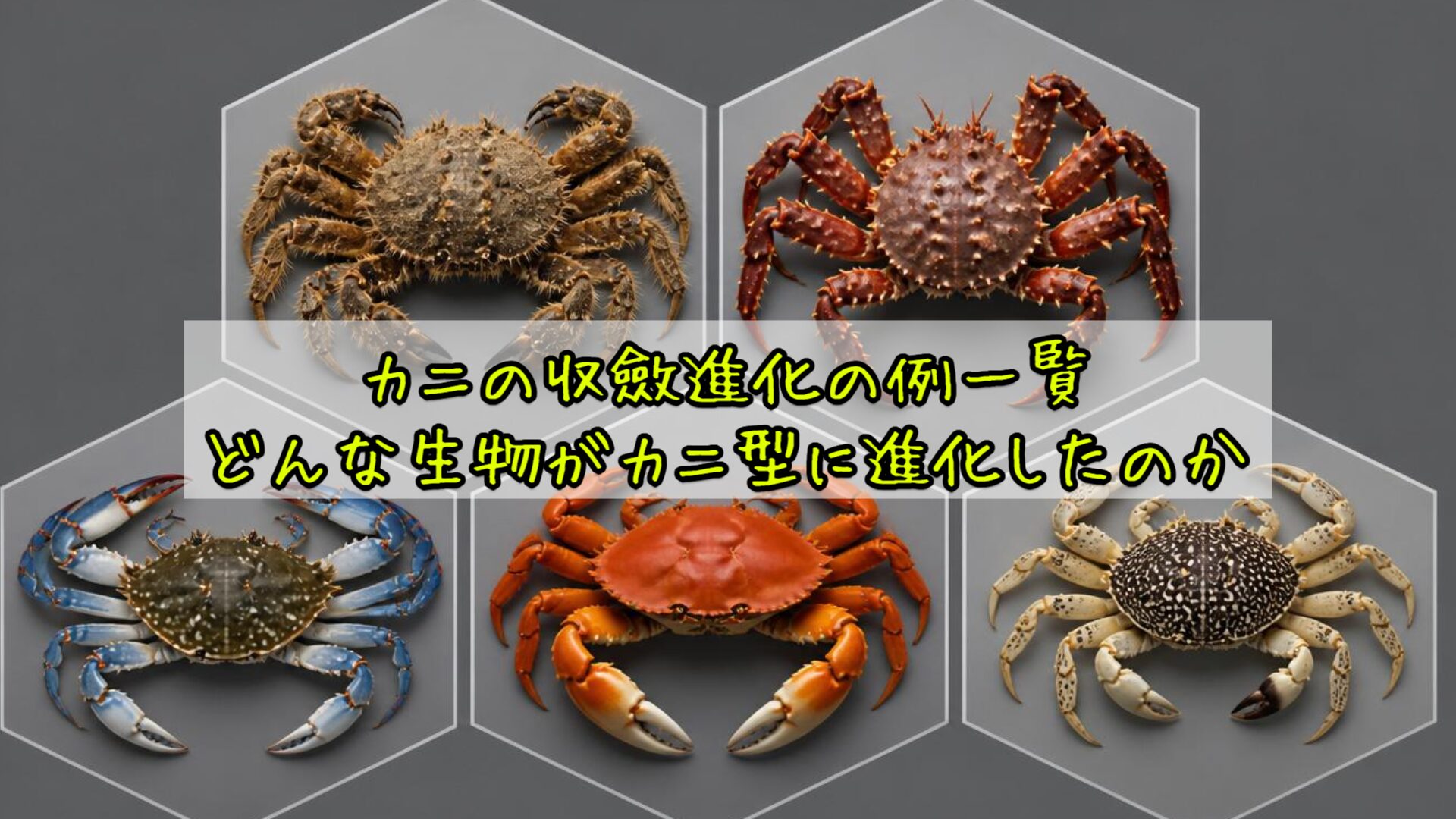 カニの収斂進化の例一覧：どんな生物がカニ型に進化したのか
