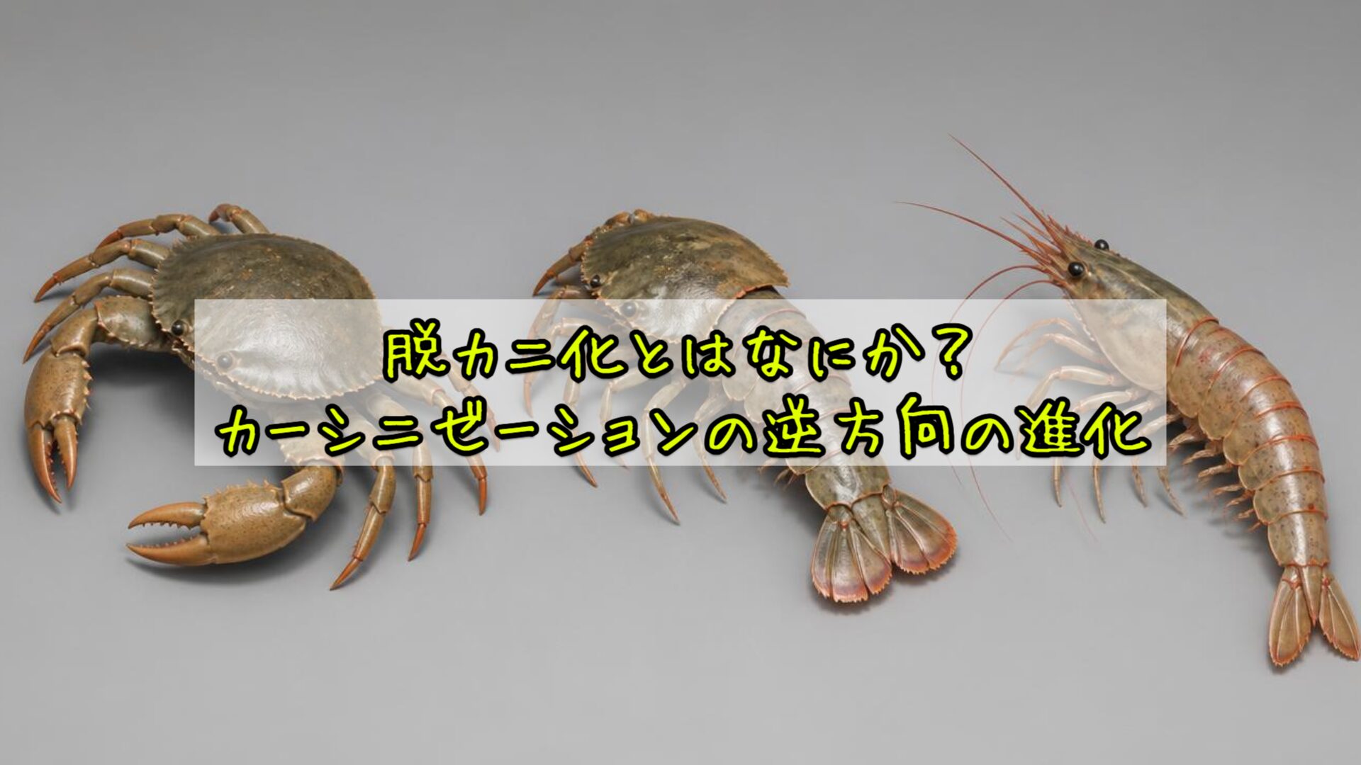 脱カニ化とはなにか？カーシニゼーションの逆方向の進化