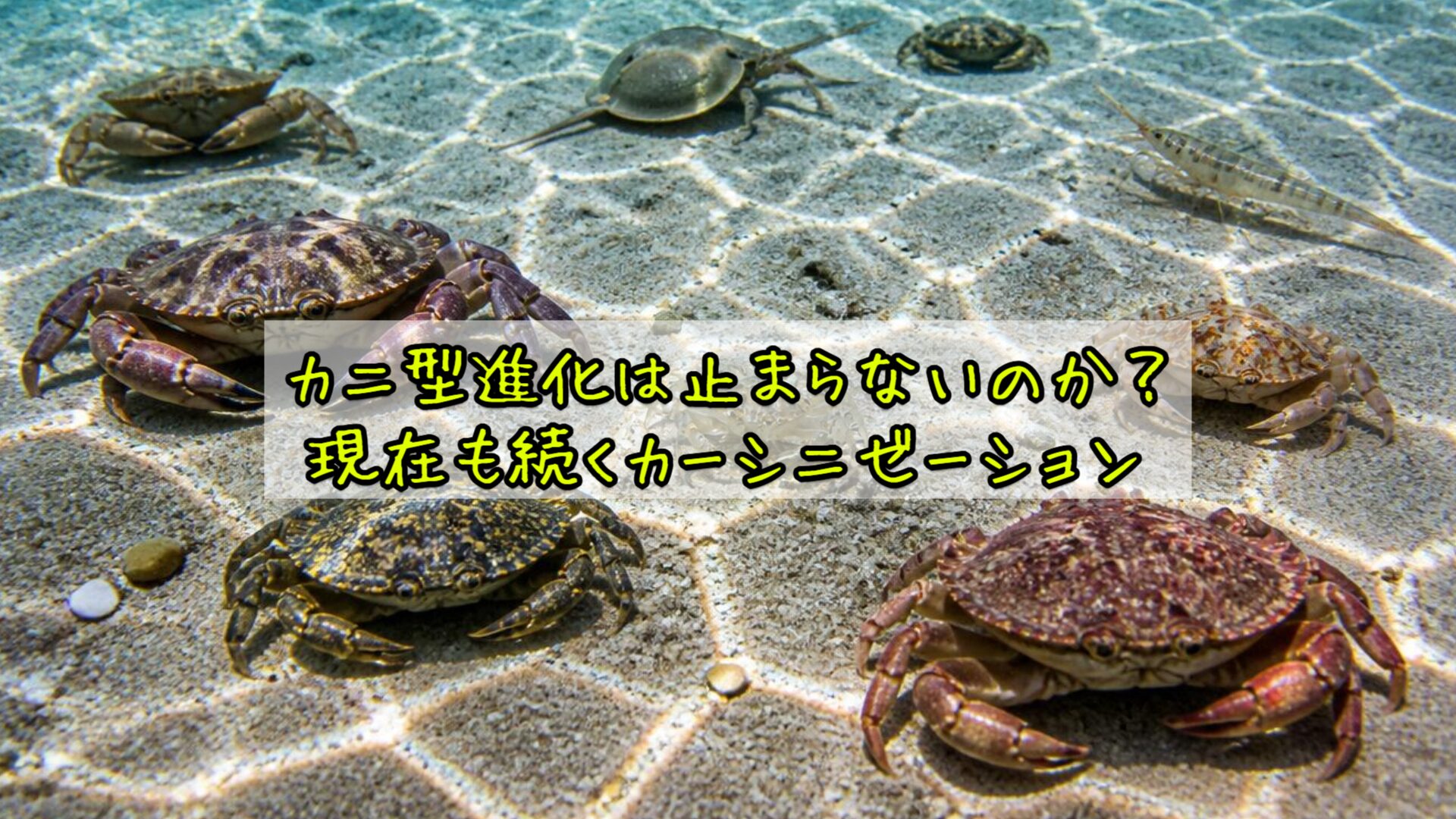 カニ型進化は止まらないのか？現在も続くカーシニゼーション