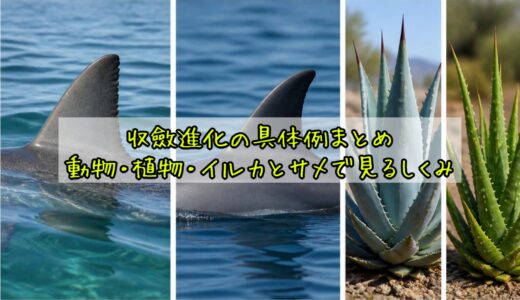 収斂進化の具体例まとめ｜動物・植物・イルカとサメで見るしくみ