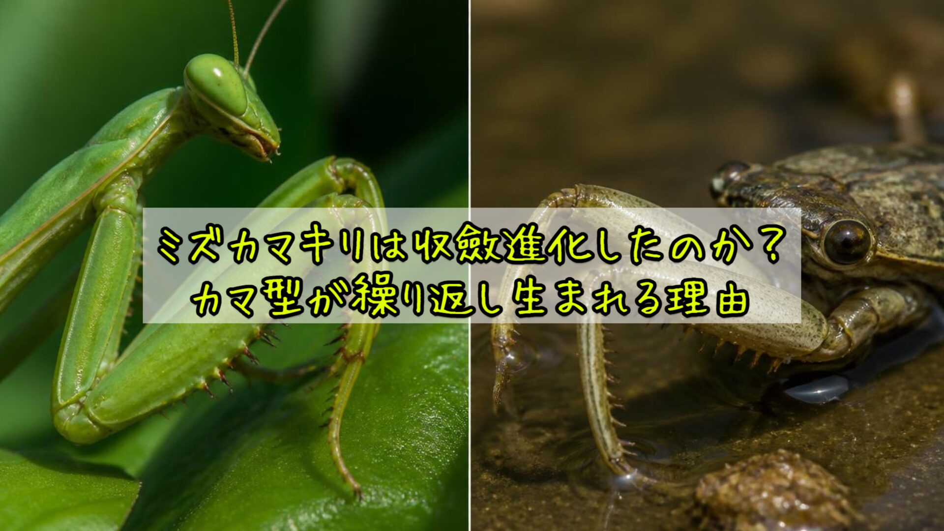 ミズカマキリは収斂進化したのか？カマ型が繰り返し生まれる理由
