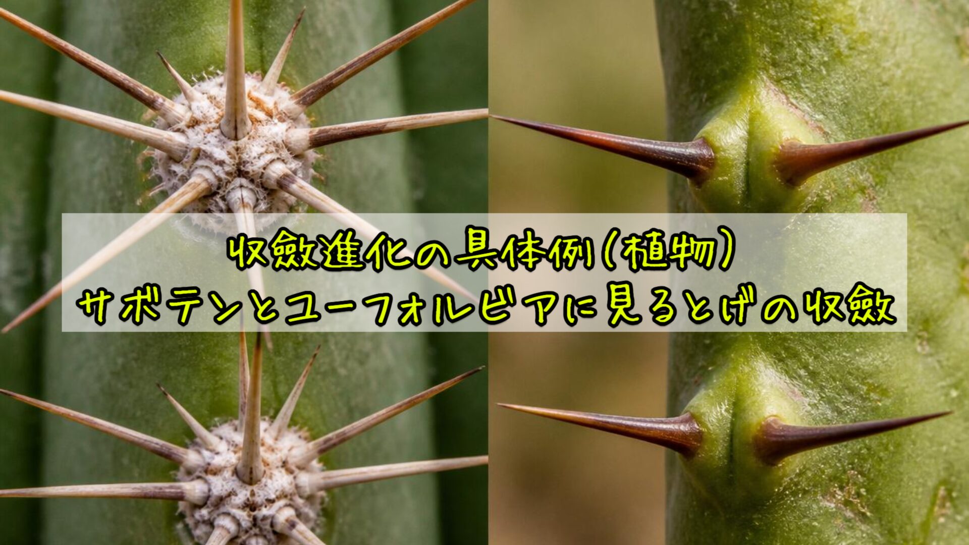 収斂進化の具体例（植物）：サボテンとユーフォルビアに見るとげの収斂