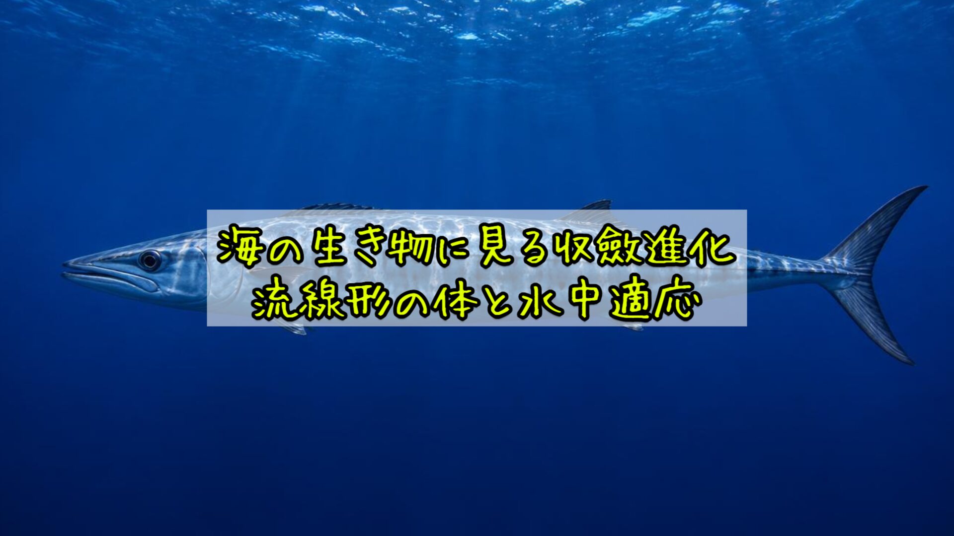 海の生き物に見る収斂進化：流線形の体と水中適応