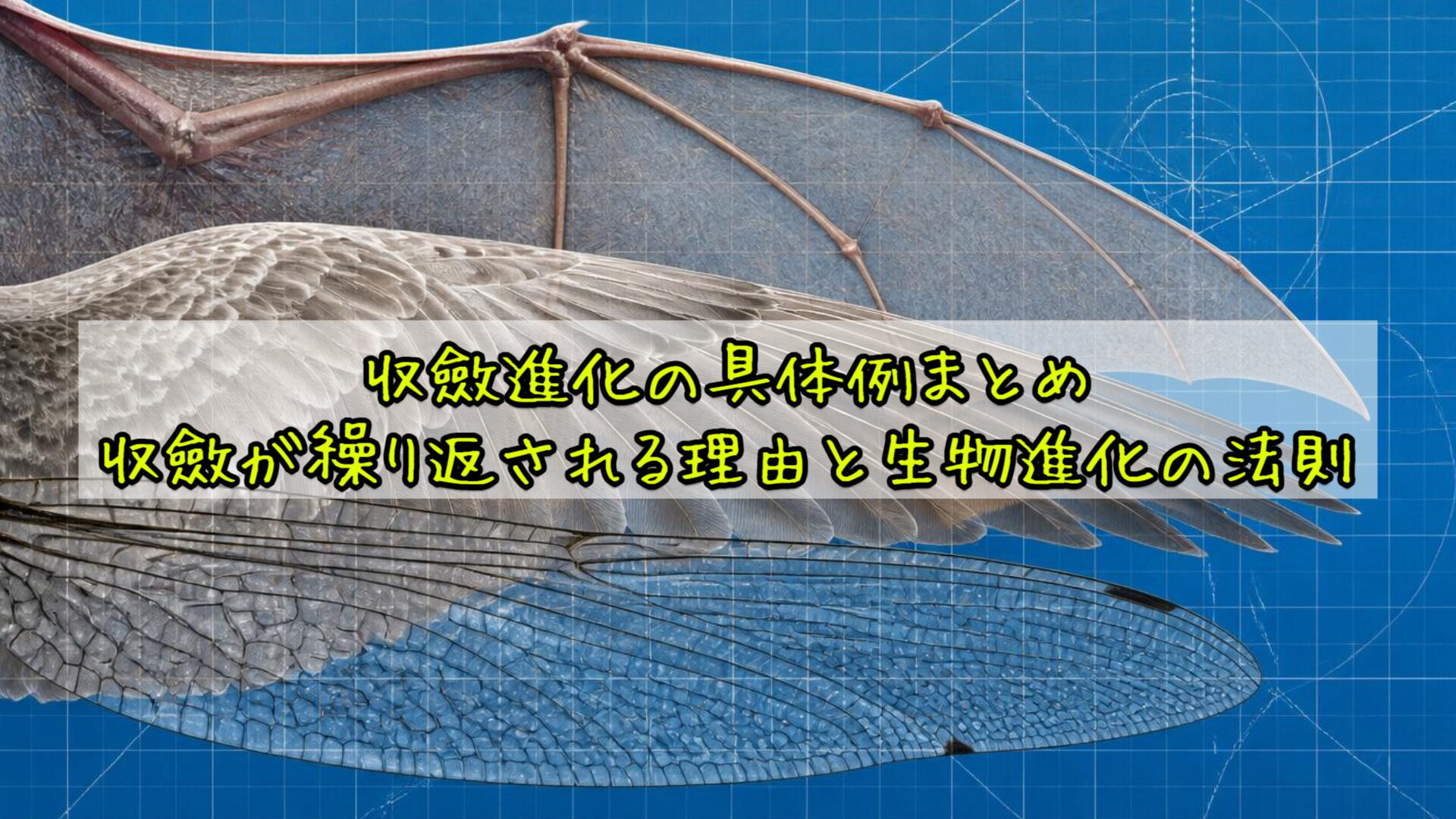 収斂進化の具体例まとめ：収斂が繰り返される理由と生物進化の法則
