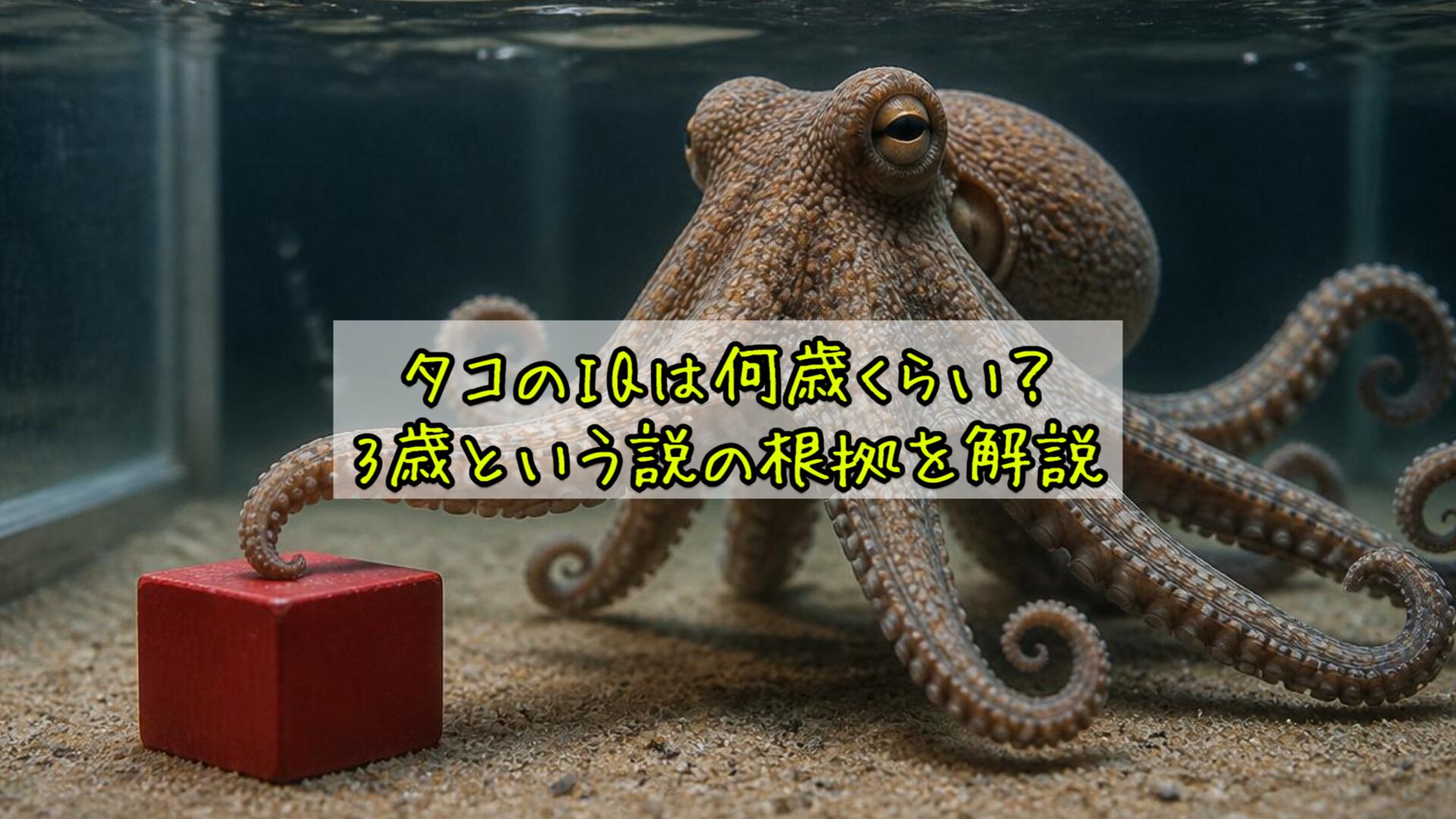 タコのIQは何歳くらい?3歳という説の根拠を解説