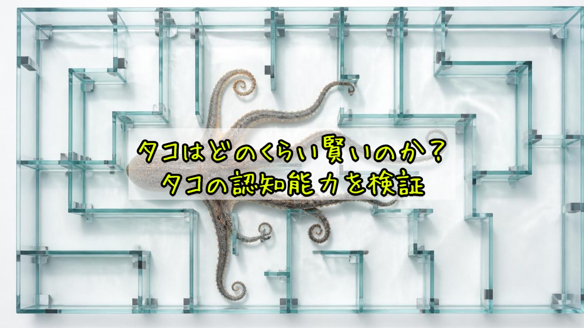 タコはどのくらい賢いのか?タコの認知能力を検証
