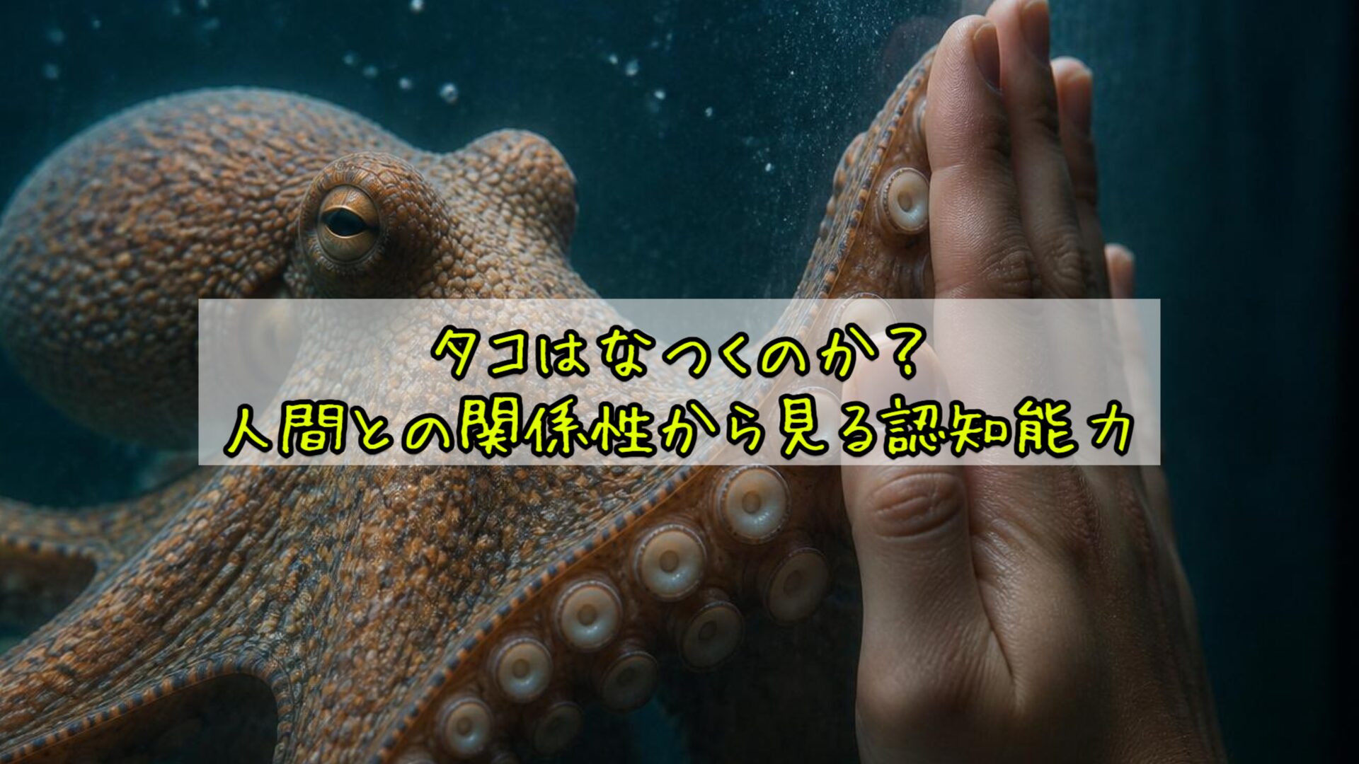 タコはなつくのか?人間との関係性から見る認知能力
