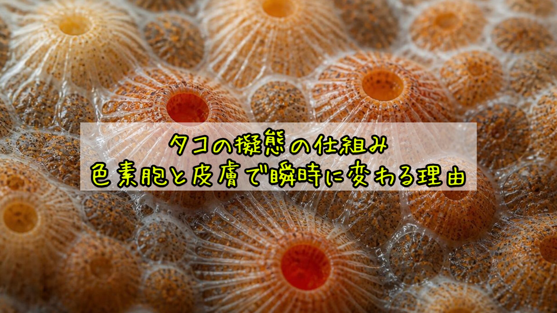 タコの擬態の仕組み:色素胞と皮膚で瞬時に変わる理由