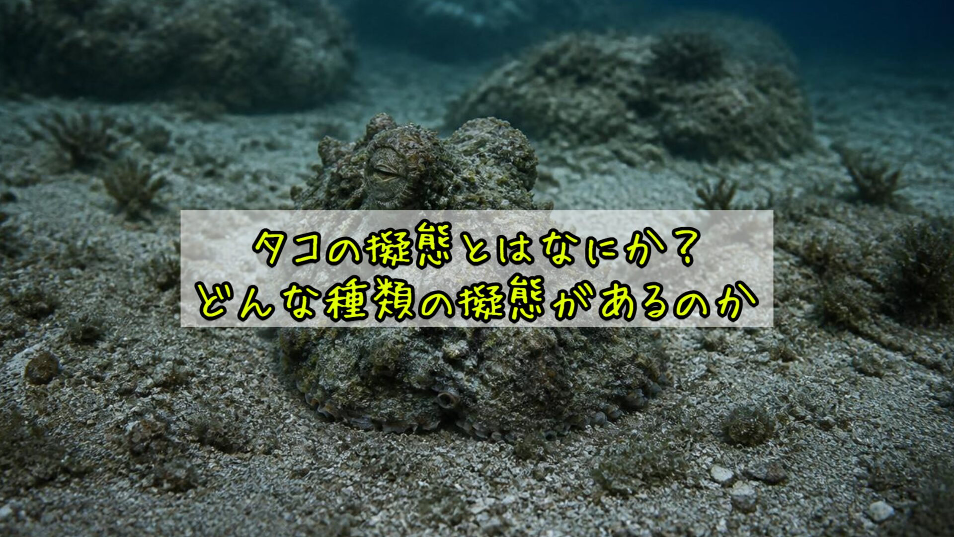 タコの擬態とはなにか?どんな種類の擬態があるのか