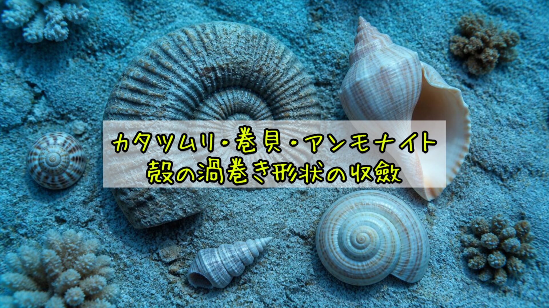 カタツムリ・巻貝・アンモナイト：殻の渦巻き形状の収斂