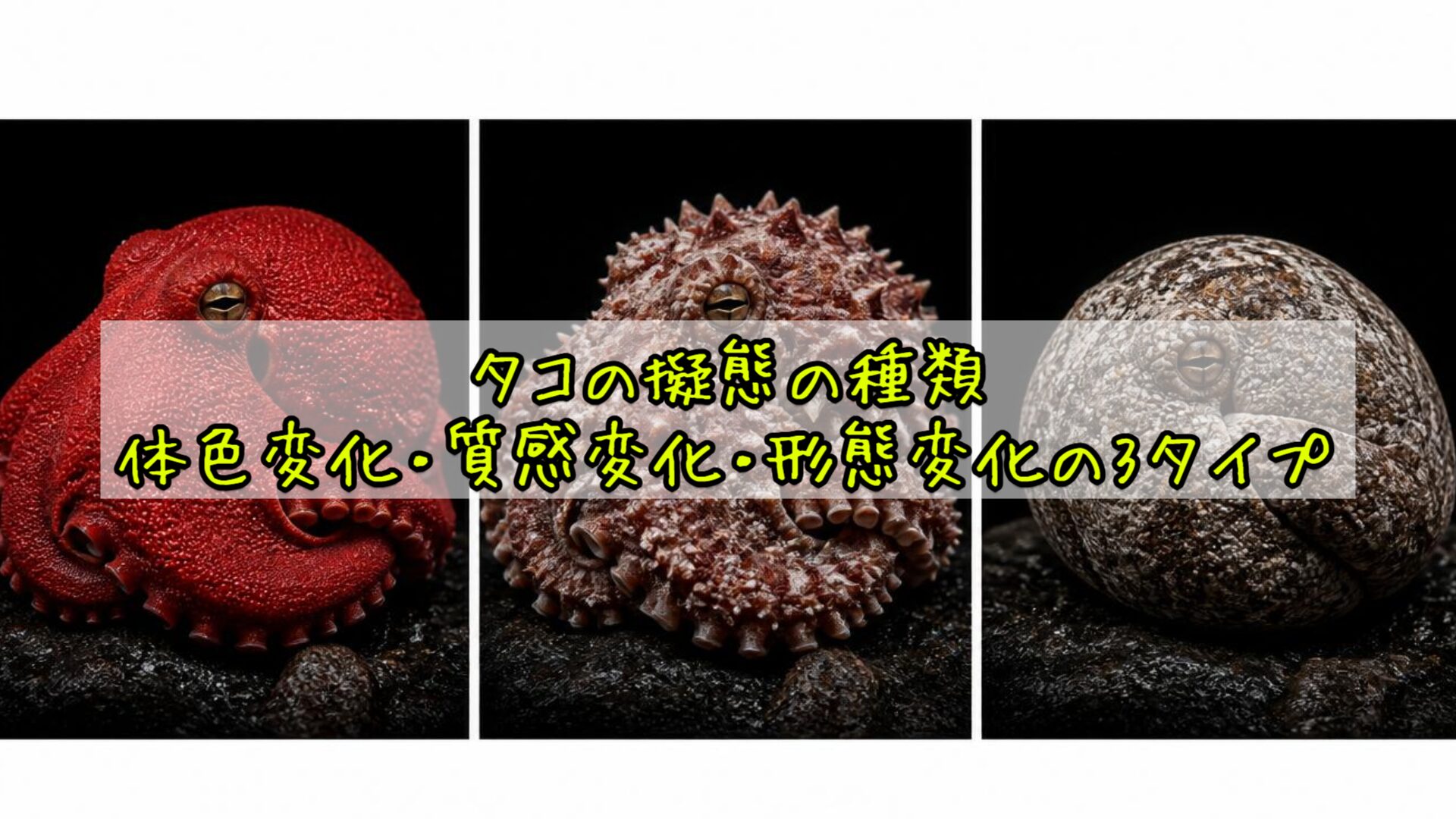タコの擬態の種類:体色変化・質感変化・形態変化の3タイプ