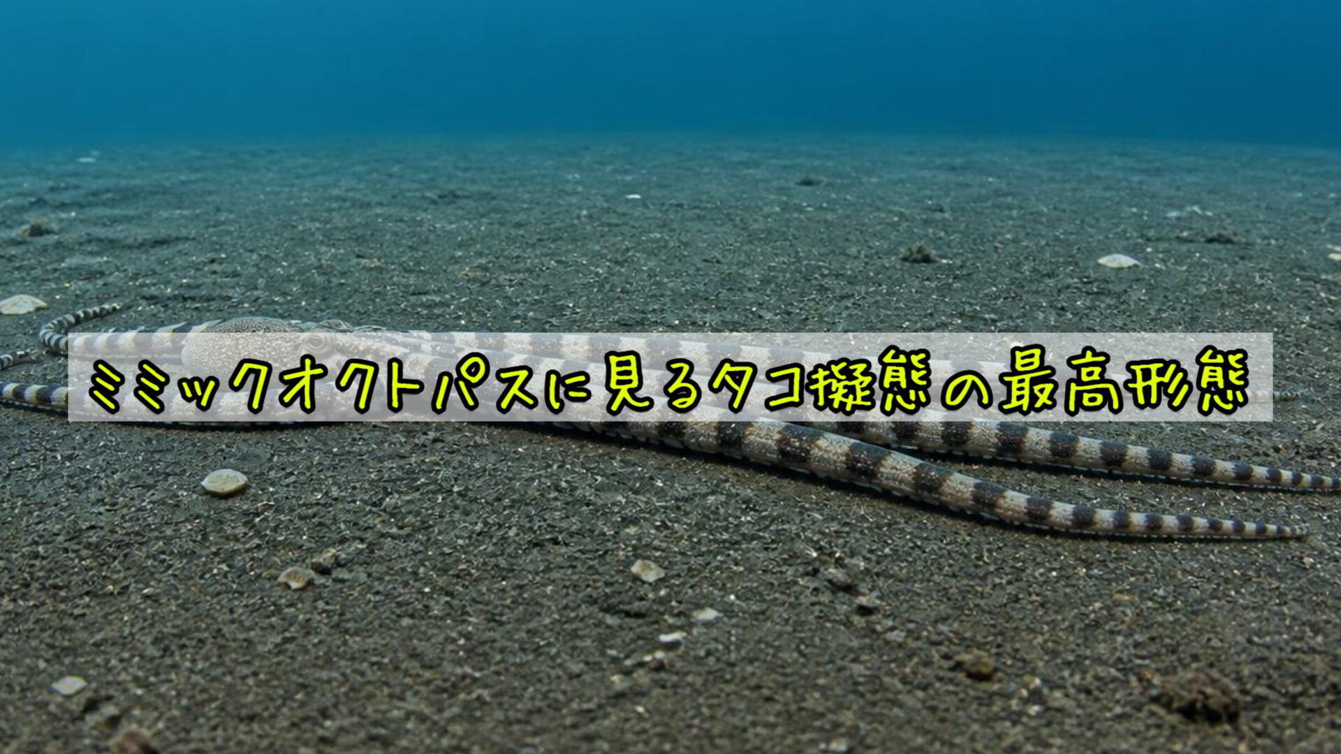 ミミックオクトパスに見るタコ擬態の最高形態