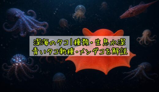 深海のタコ｜種類・生息水深・青いタコ新種・メンダコを解説